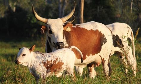  The Great Nguni Cattle Migration: A Catalyst for Cultural Diffusion and Political Transformation in Early Southern Africa